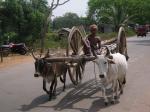 Страсть к большим колесам сохранилась (по дороге из Пури в Конарак)