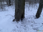 вид дупла/дерева зимой