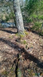 От 3-х деревьев осталась одна берёза. А где совок, там найдены остатки кеша.