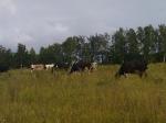 А в поле ходили коровки 