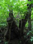Вид тайника из-под полога широколиственного леса