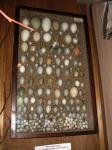 И коллекция в сотню редчайших яиц...