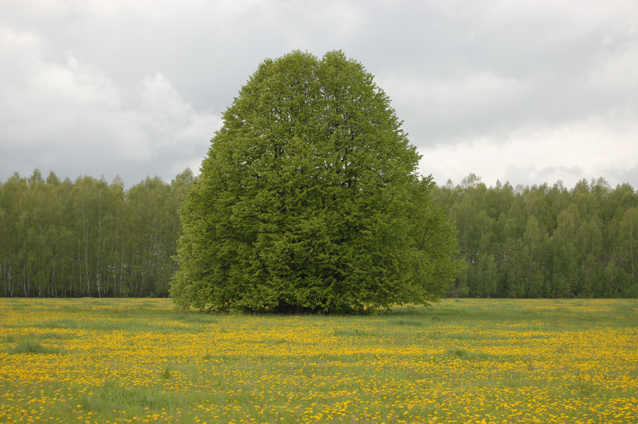Лизочкина липа :: Геокэшинг